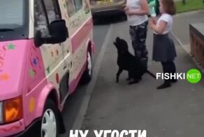 ТовароЕД: хвостатый любитель мороженого