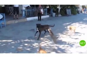 Пёс зашел не в тот район