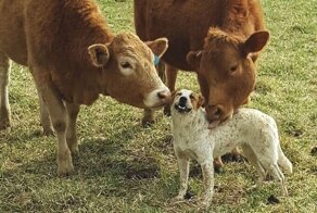 20+ кадров с коровами, которые доказывают, что они - милейшие создания