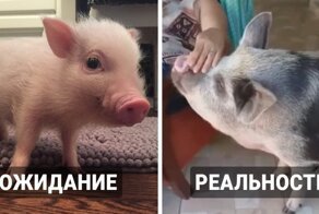Декоративный поросёнок не оправдывал ожидания владельца