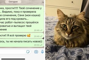 Учительница потеряла тетрадь, и виной тому кошка и робот-пылесос