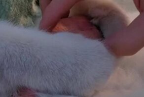 Без кота и жизнь не та