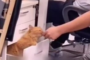 Необходимый антистресс на рабочем месте