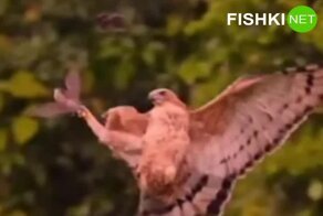 Поймал мыша – ешь не спеша