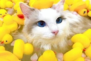 Котяра, который обожает купаться в ванне, стал звездой Инстаграма