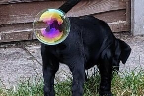 Самые весёлые фото животных с конкурса Comedy Pet Photography