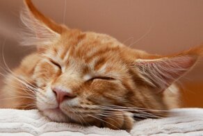 У чиновницы украли котов на миллионы рублей