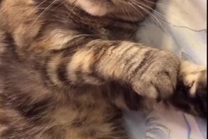 Кошачьи будни