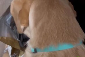 Хитрый воришка