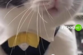 Очень возмущенный кот