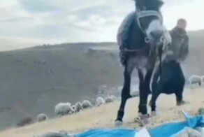 В большой семье клювом не щелкай
