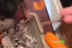 Безотходное производство