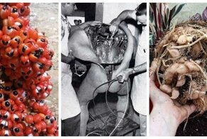 30 ужасных фотографий, в которых на самом деле нет ничего ужасного