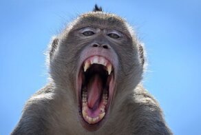 На фестиваль обезьян пришли больше тысячи хвостатых участников