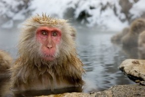 Обезьяний курорт Дзигокудани (28 фото)