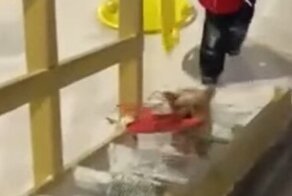 Собака катается с горки вместе с детворой