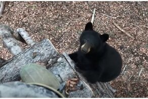 Медведи заинтересовались фотографами на дереве в лесу