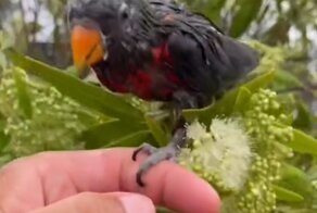 Пора домой: возвращение блудного попугая