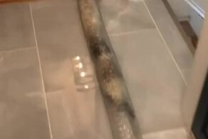 Работает хорькопровод 