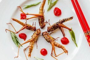 Когда котлеты не отделить от мух: российский бизнес предложил делать мясо из белков насекомых