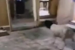 Баран проиграл в битве с зеркалом