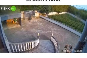 Метнулся кабанчиком