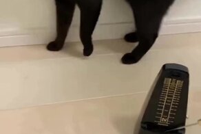 Реакция кота на метроном
