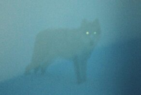 В Иркутской области охотники подстрелили пожарных, приняв их снегоход за волка