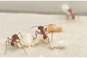 Насколько большими могут быть муравьиные королевы