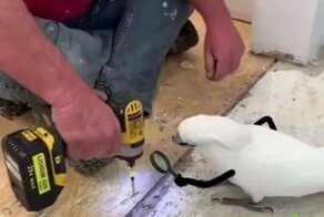 Принимает работу