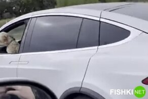 Даже у собаки есть своя Tesla