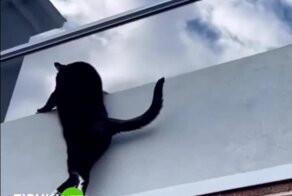 Пушистый любитель паркура