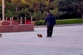 Когда решил погладить уличного кота