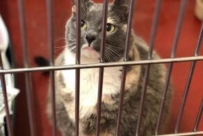 Сотрудники приюта помогли кошке обрести стройность и надеются, что у нее появятся добрые хозяева