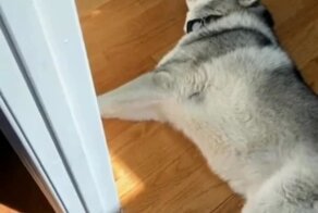 Концерт хаски в частном доме