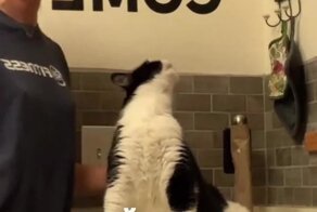 Кошачий кайф