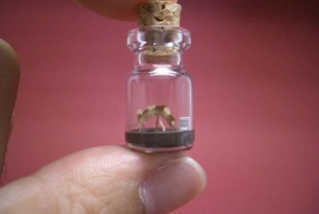 Крошечный мир в миниатюрных бутылках (27 фото)