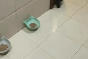 Голодный коты со всех лап спешат к своим мискам