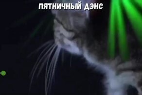 Кошачий клуб