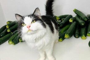 Кот из Финляндии обожает есть огурцы