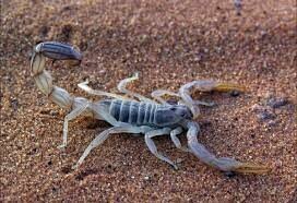 В Подмосковье скорпион напал на ребенка