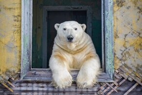 Полярные медведи на покинутой советской метеорологической станции