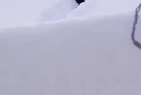 Пёс пришел к другу на выручку