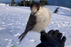 Ушёл из леса с подарком