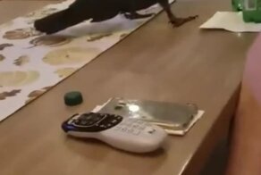 Ваш праздник окончен: попугай-беспредельщик хозяйничает на кухне