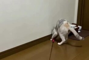 Сам себе весёлый друг