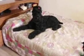 Сорока в доме