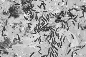 Сугробы почернели, но экология тут совсем не при чем