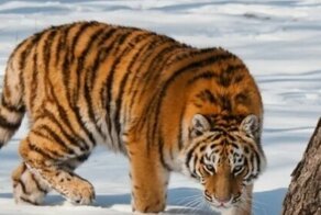 Неадекваты преследовали амурского тигра и стреляли ему в след