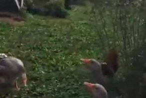 Принудили к миру: короткий разговор гусей с петухами